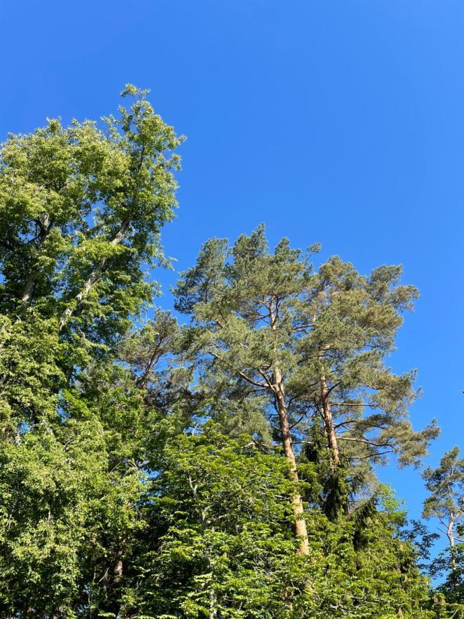 Sunny With Forest View Juodkrante